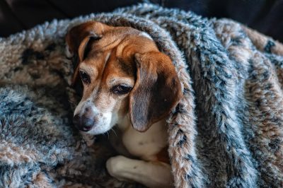 Clima frio: Veja como cuidar corretamente do seu pet