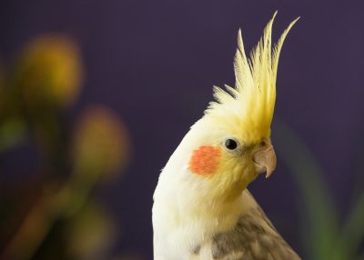 3 tipos de aves para ter em casa