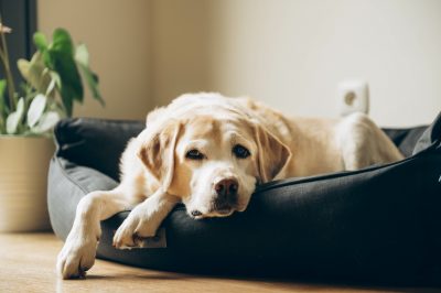 Cães idosos precisam de cuidados especiais