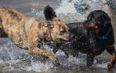 Qual a frequência ideal para dar banho no seu pet?