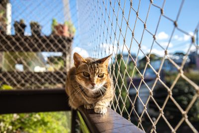 Gato em apartamento? Confira essas dicas