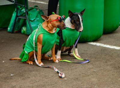 PET WEEKEND foi sucesso de público